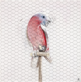 GALAH by Brett Whiteley